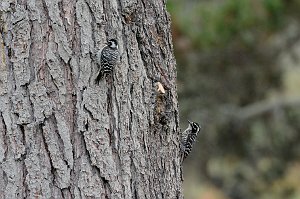 Woodpecker, Nuttall's, 2015-06111716 Montana de Oro State Park, CA